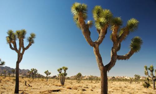 Joshua Tree National Park