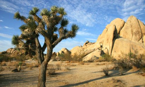 Joshua Tree NP