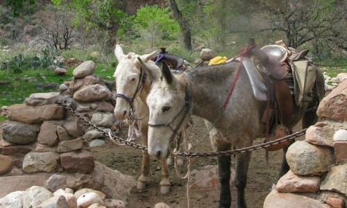 Mules at Phantom Ranch in Grand Canyon National Park