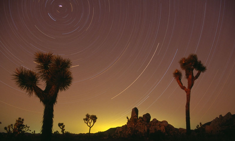 Stars in Joshua Tree National Park