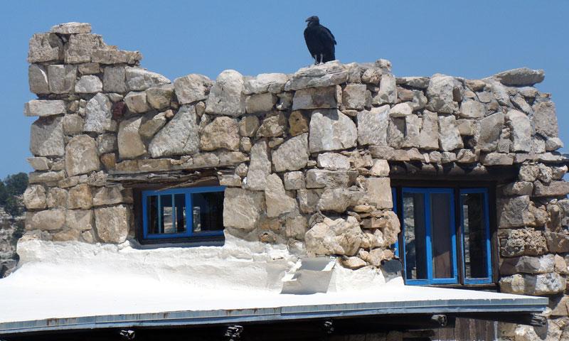 Condor on top of Lookout Studio at Grand Canyon Village