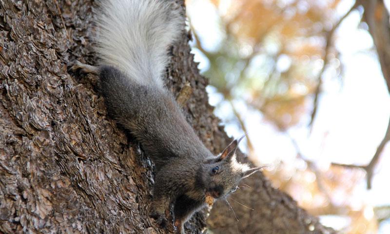 Kaibab Squirrel on the North Rim