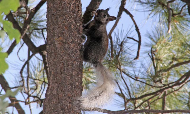 Kaibab Squirrel on the North Rim
