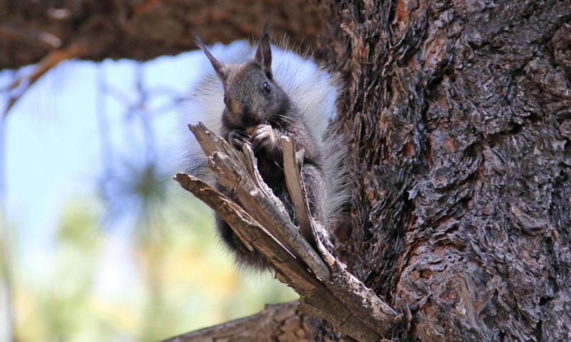 Kaibab Squirrel on the North Rim