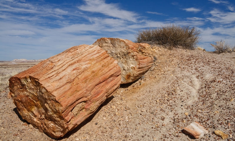 Petrified Forest