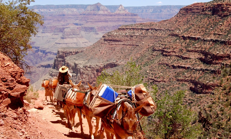 A Mule Trip coming out the the Grand Canyon along Bright Angel Trail