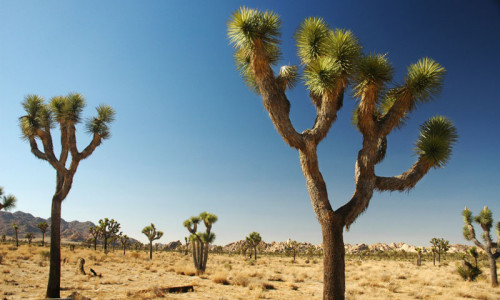 Joshua Tree National Park