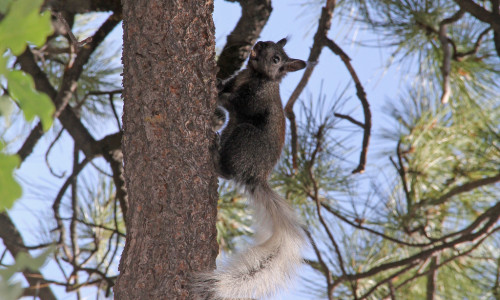 Kaibab Squirrel